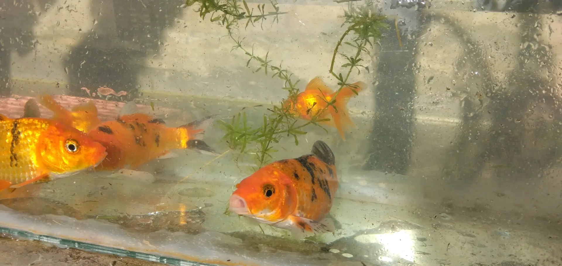 Koi Fish 5-inch (Pair) thumbnail 7