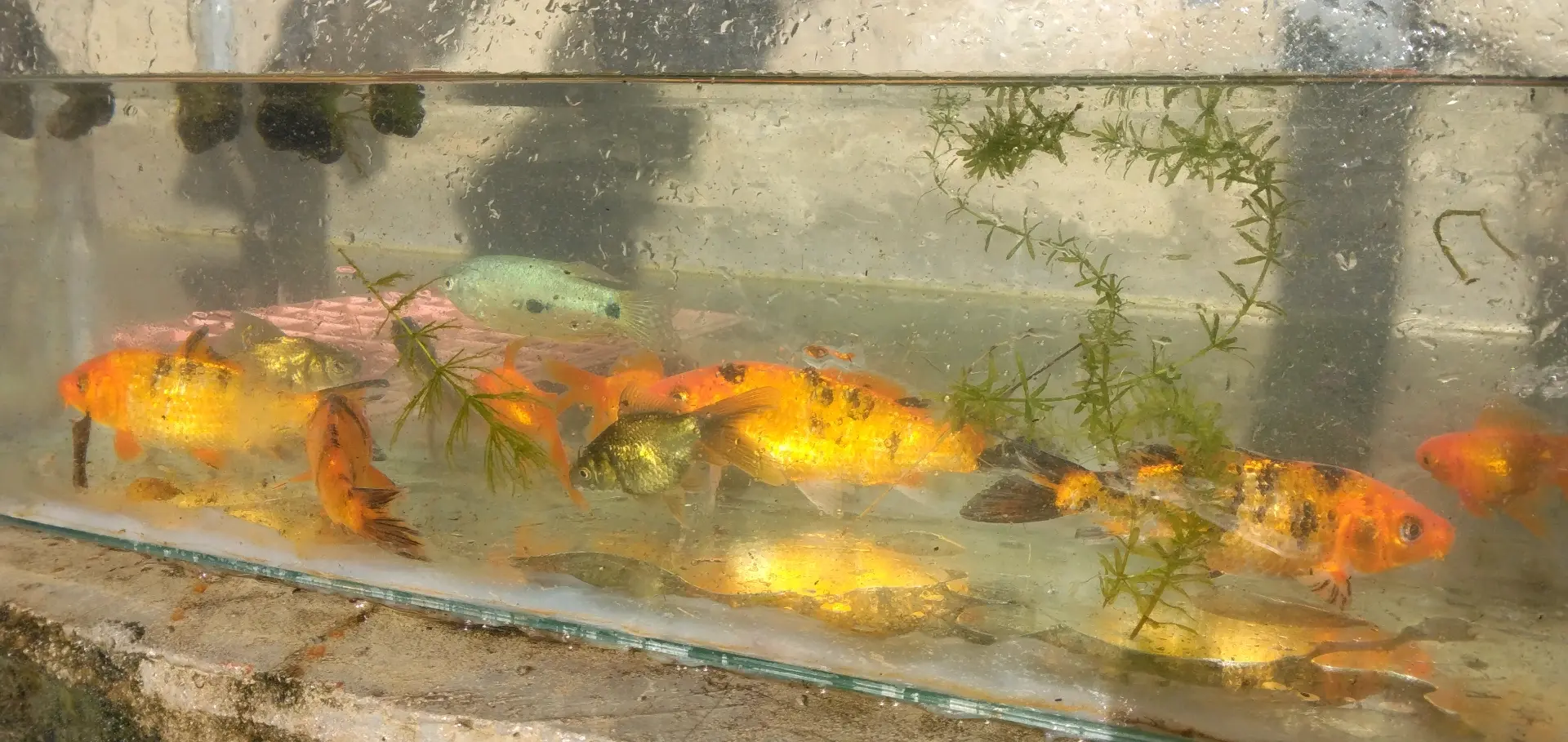 Koi Fish 5-inch (Pair) thumbnail 8
