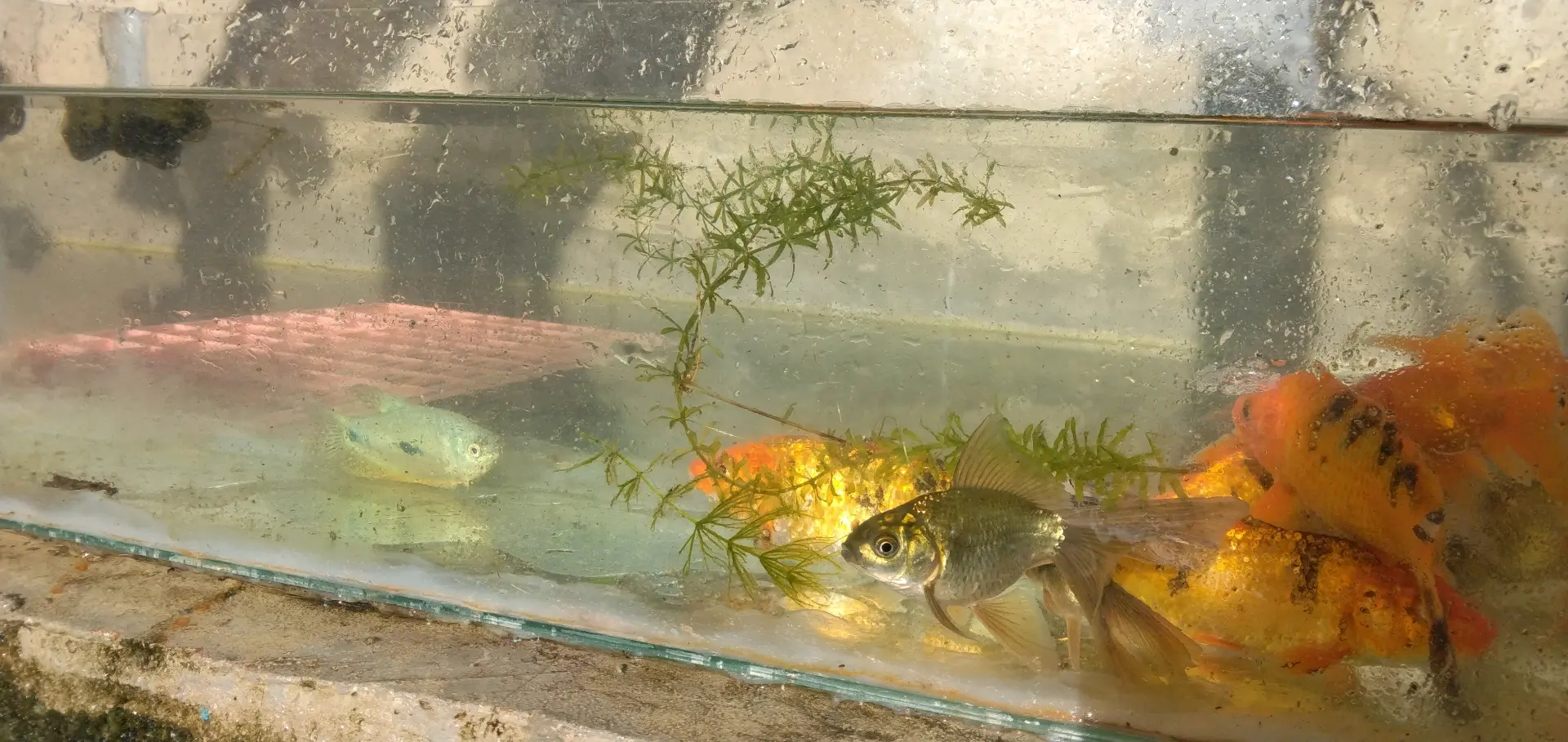 Koi Fish 5-inch (Pair) thumbnail 9