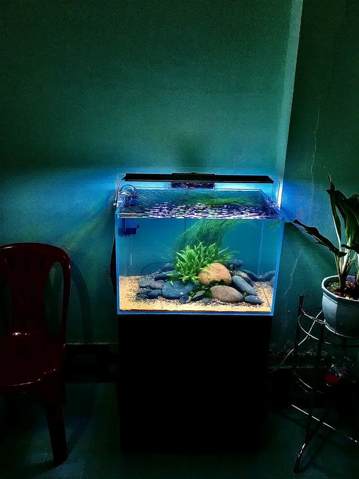Aquarium Tank Setup with Decoration