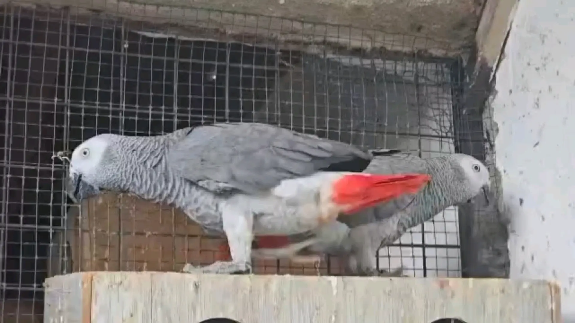 African Grey Parrot Pair (Jike na Dume)