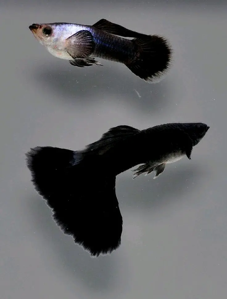 Guppy Fish Pair