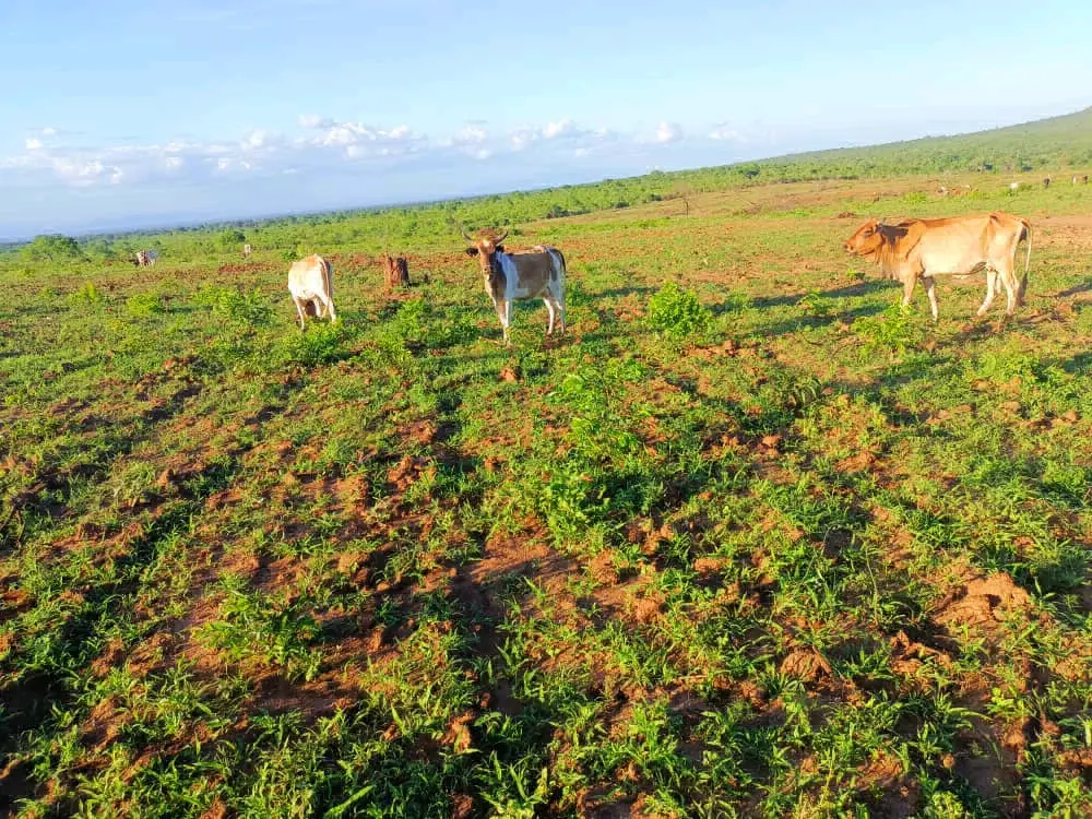 Shamba la Ekari 200 Morogoro, Mvomero