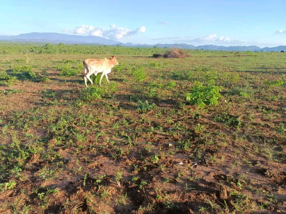 Shamba la Ekari 200 Morogoro, Mvomero thumbnail 2