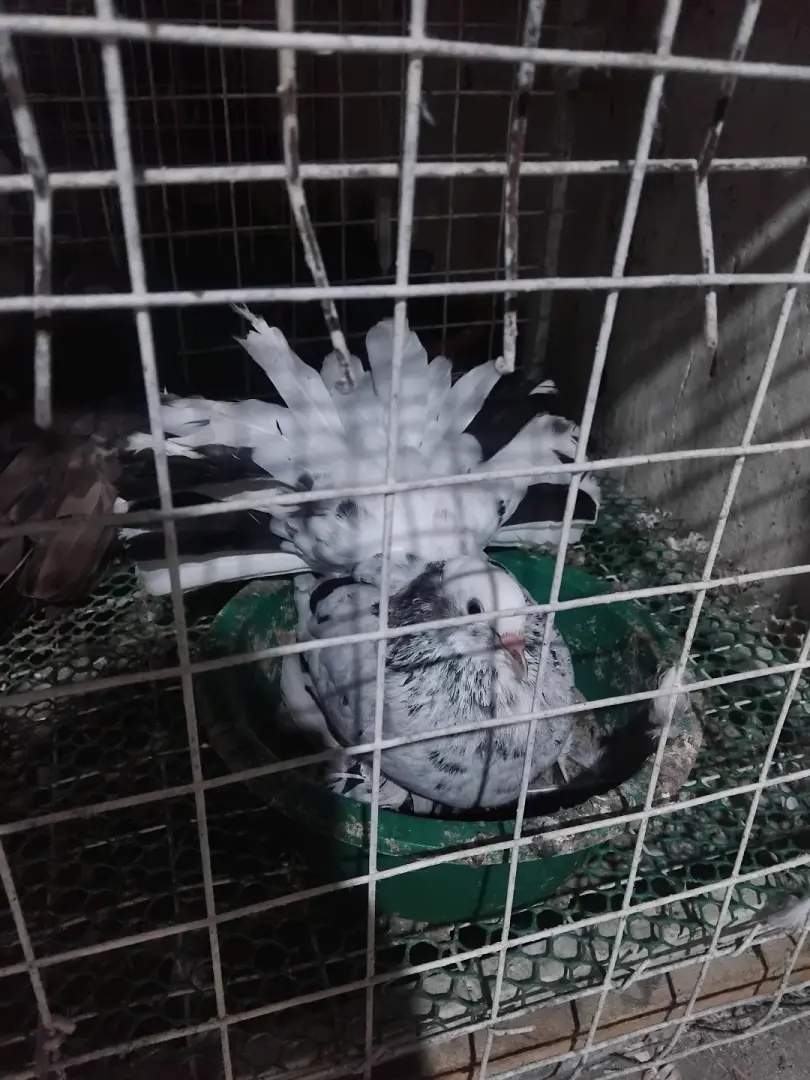 Pair of Doves (Njiwa Wawili)