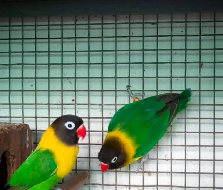 African Lovebirds Pair for Sale