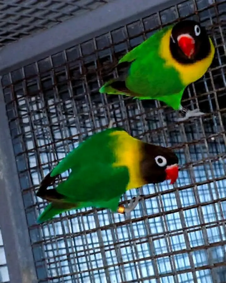 African Lovebirds Pair for Sale thumbnail 2