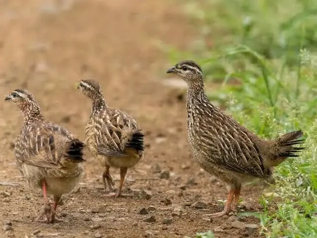 Quails (Kware) Available for Purchase