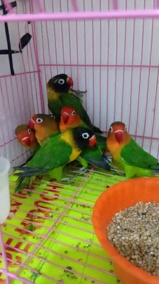 Love Birds Pair (Jike na Dume)