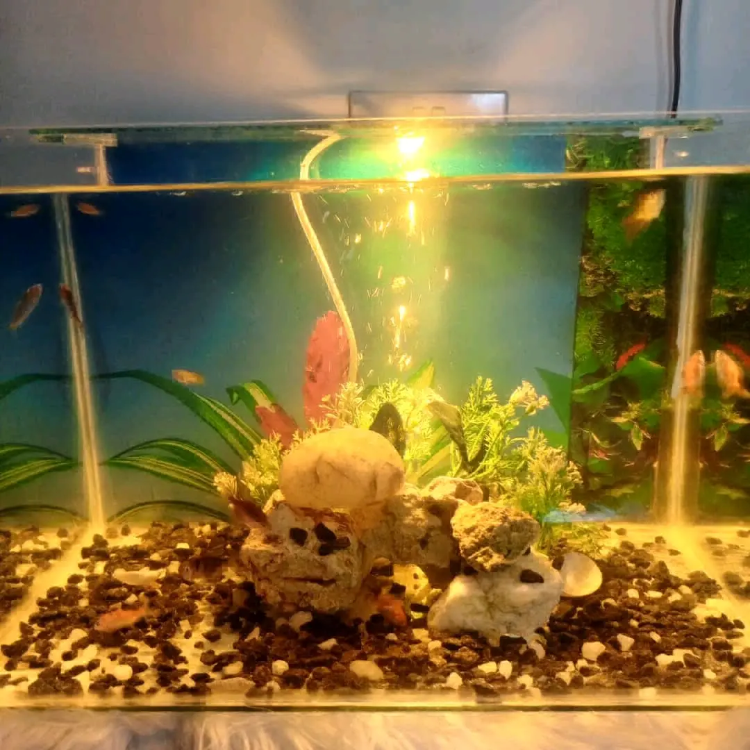 20L Fish Tank Setup with 10 Fish and Full Accessories thumbnail 2