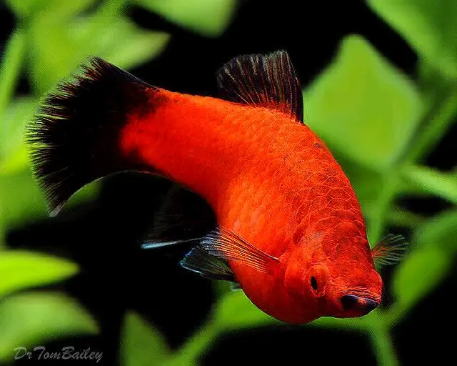 Bright Red Platy or Molly Aquarium Fish