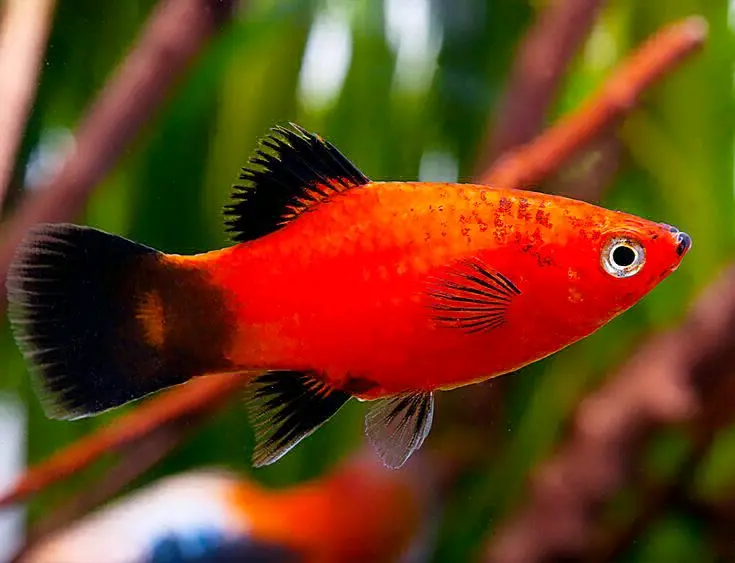 Bright Red Platy or Molly Aquarium Fish thumbnail 2