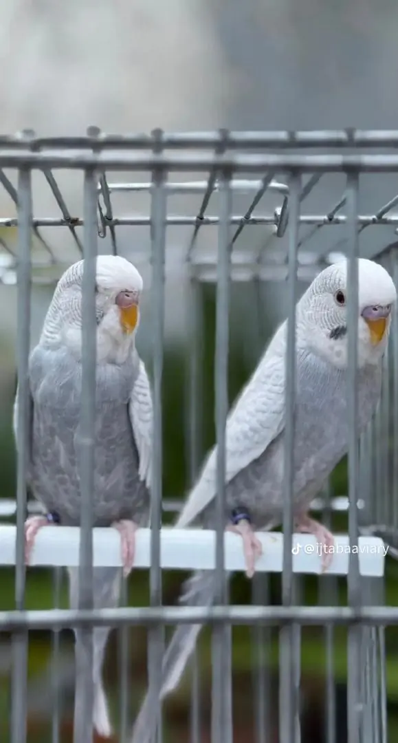 Budgie Breeding Pairs for Sale