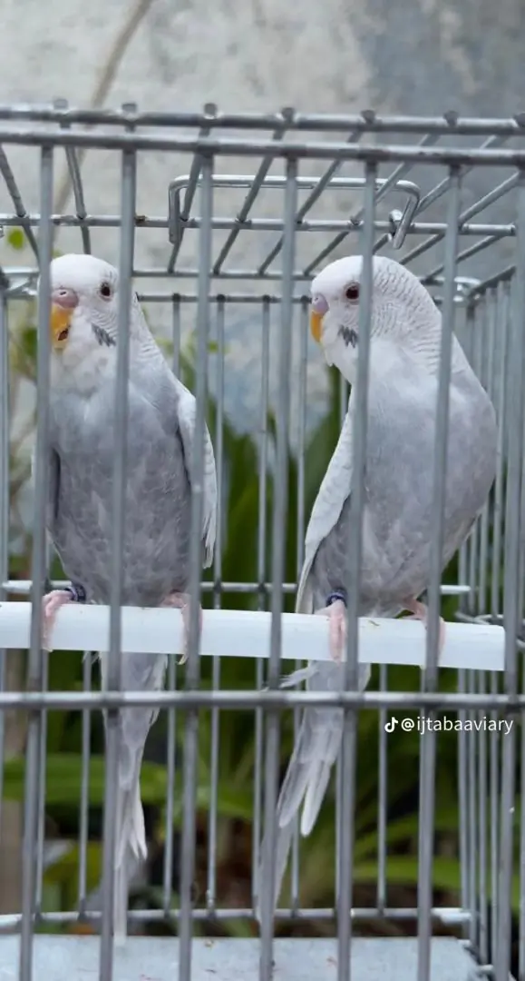 Budgie Breeding Pairs for Sale thumbnail 2