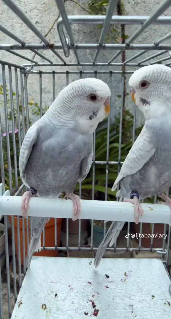 Budgie Breeding Pairs for Sale thumbnail 3