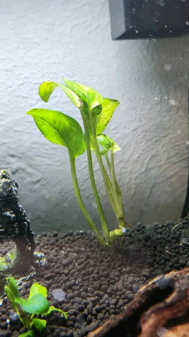 Natural Driftwood for Aquarium or Bonsai thumbnail 2