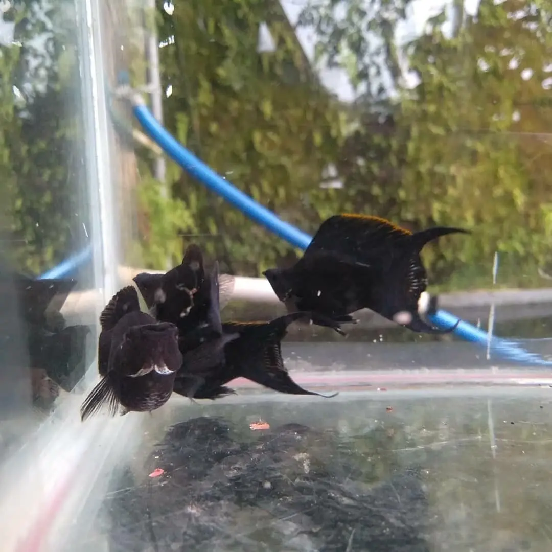 Black Molly & Angelfish (Mubble Pair)