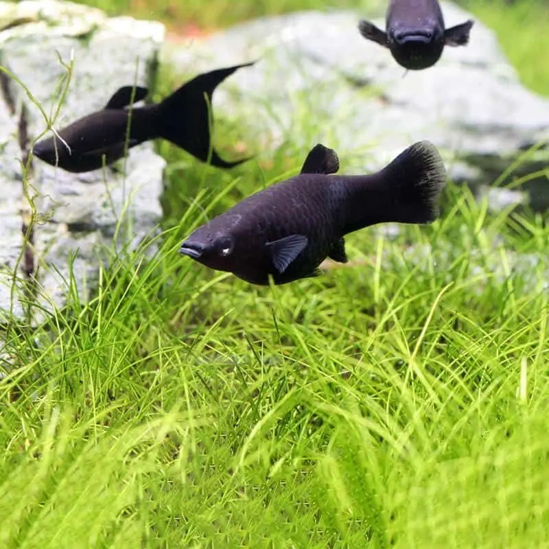 Black Molly & Angelfish (Mubble Pair) thumbnail 2