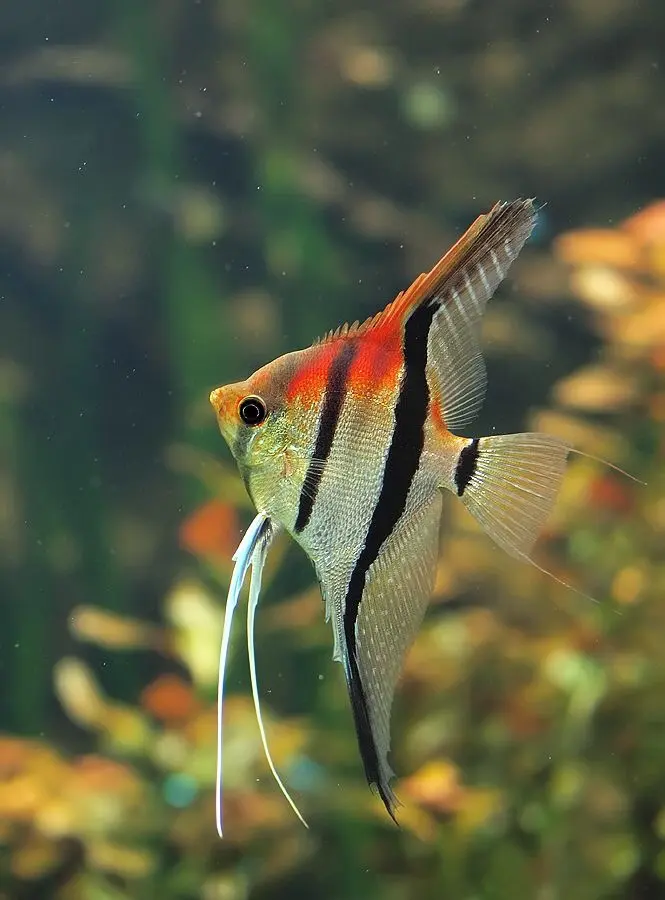 Black Molly & Angelfish (Mubble Pair) thumbnail 3