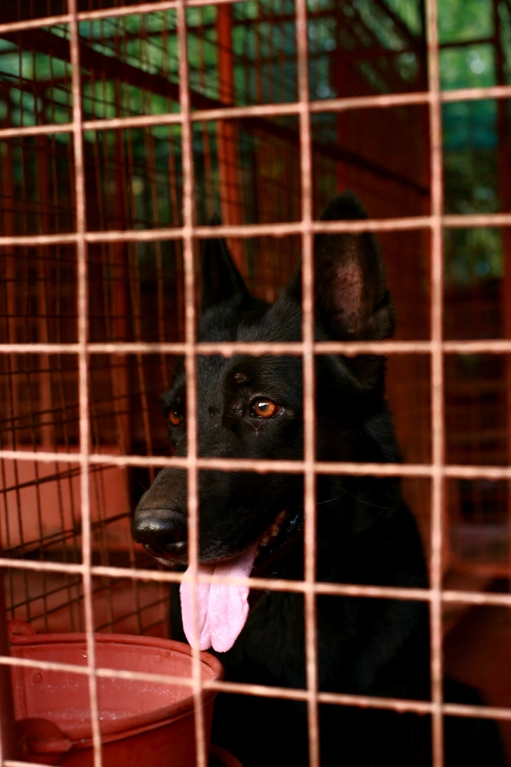 Premium Female Solid Black German Shepherd Dog
