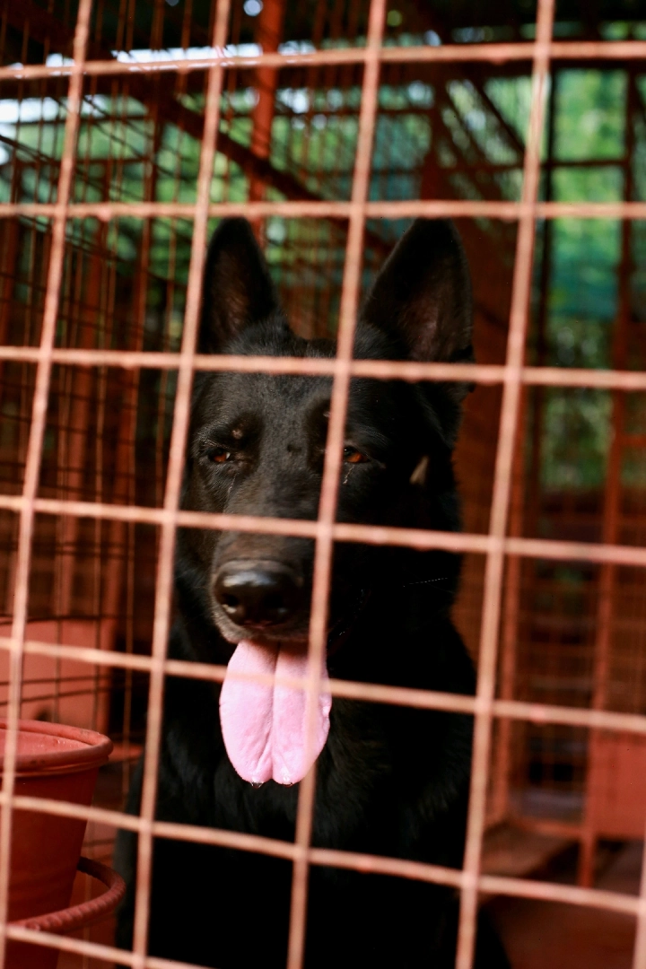 Premium Female Solid Black German Shepherd Dog thumbnail 2