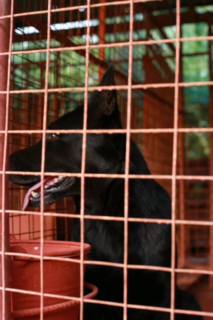 Premium Female Solid Black German Shepherd Dog thumbnail 3