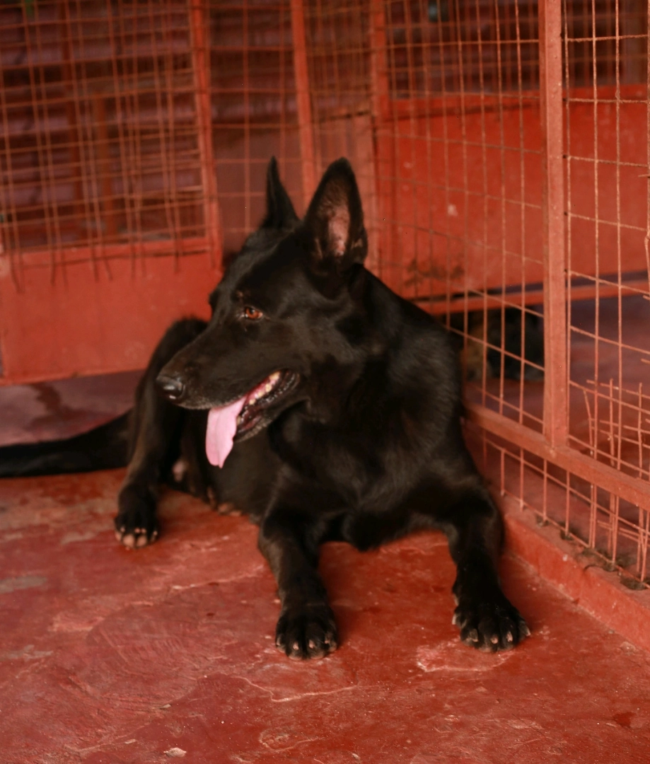 Premium Female Solid Black German Shepherd Dog thumbnail 4