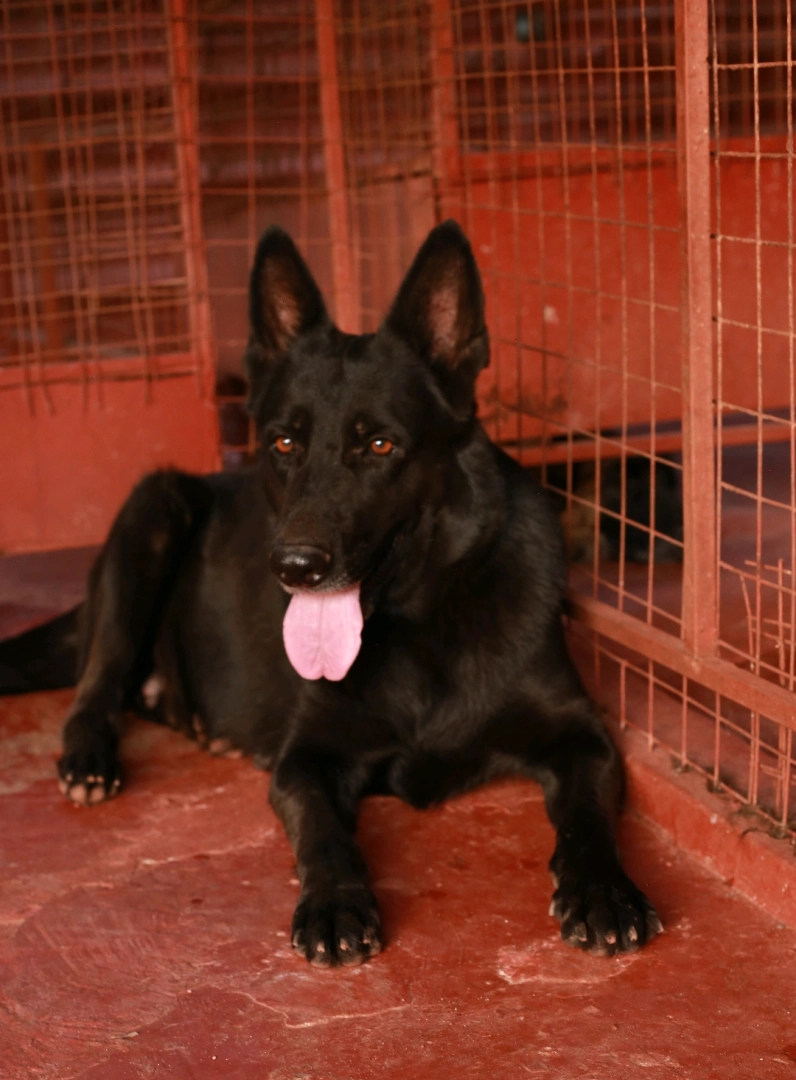 Premium Female Solid Black German Shepherd Dog thumbnail 5