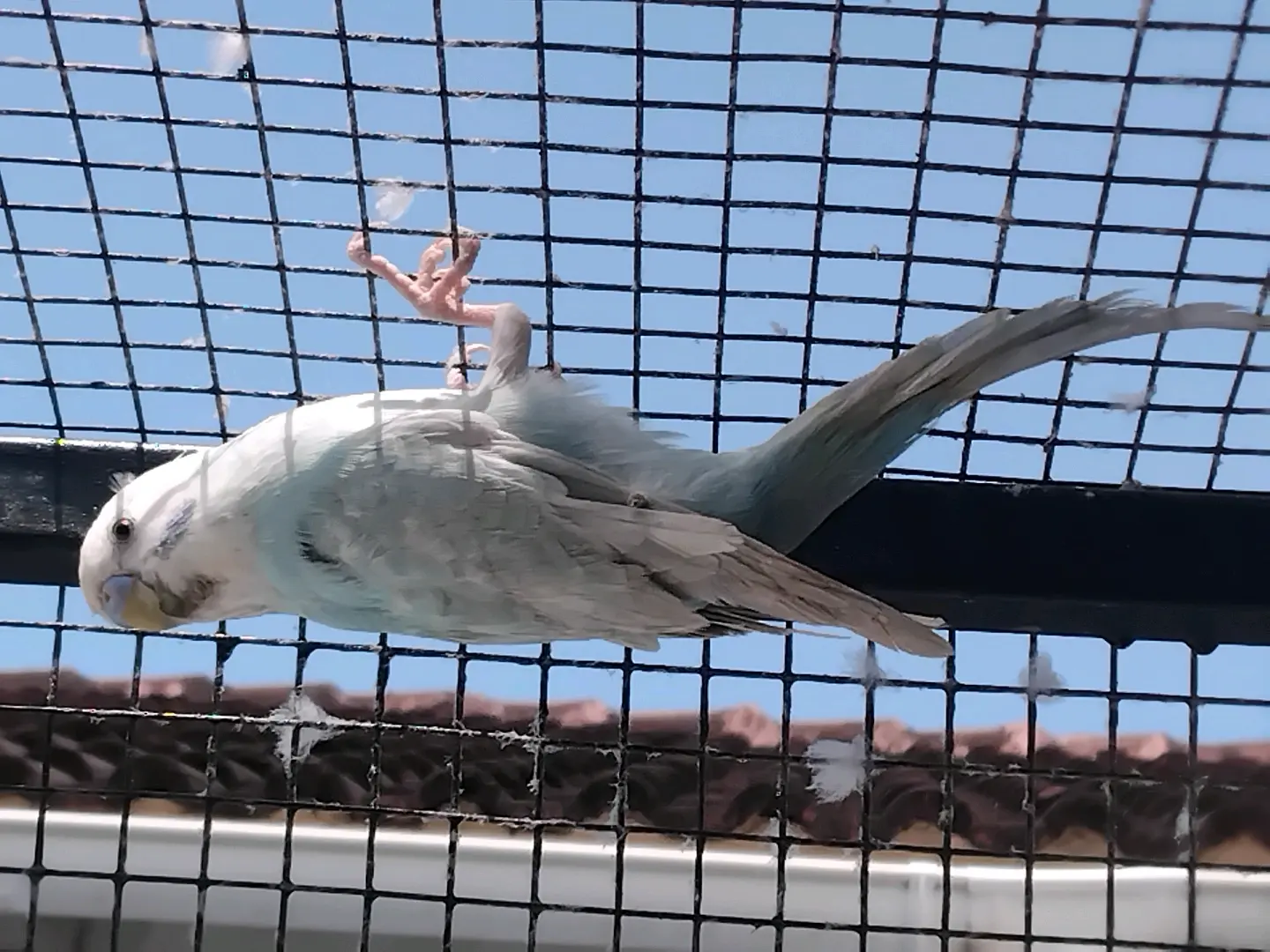 Pair of Budgies (Male and Female)