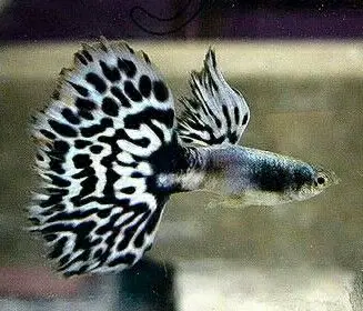 Guppy Fish (Black and White Pattern)