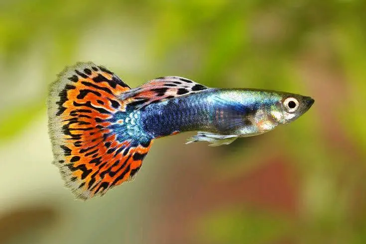 Guppy Fish (Black and White Pattern) thumbnail 2