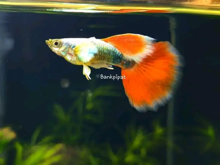 Guppy Fish (Black and White Pattern) thumbnail 3