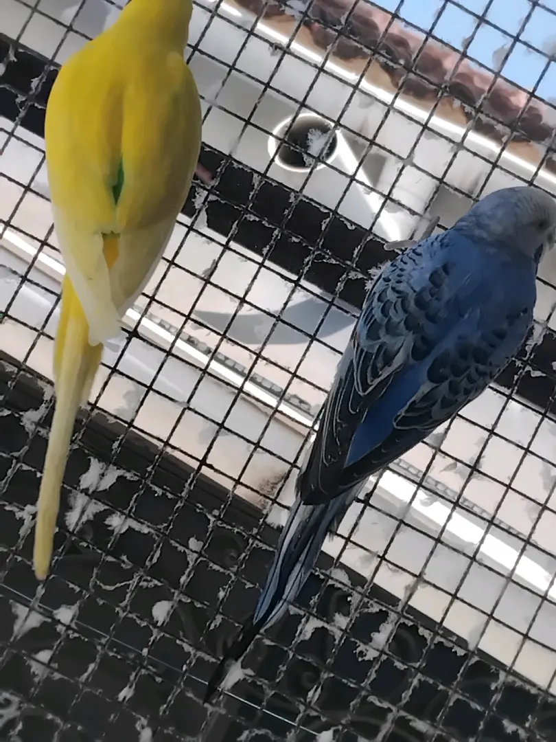 Budgies Pair (Male & Female)