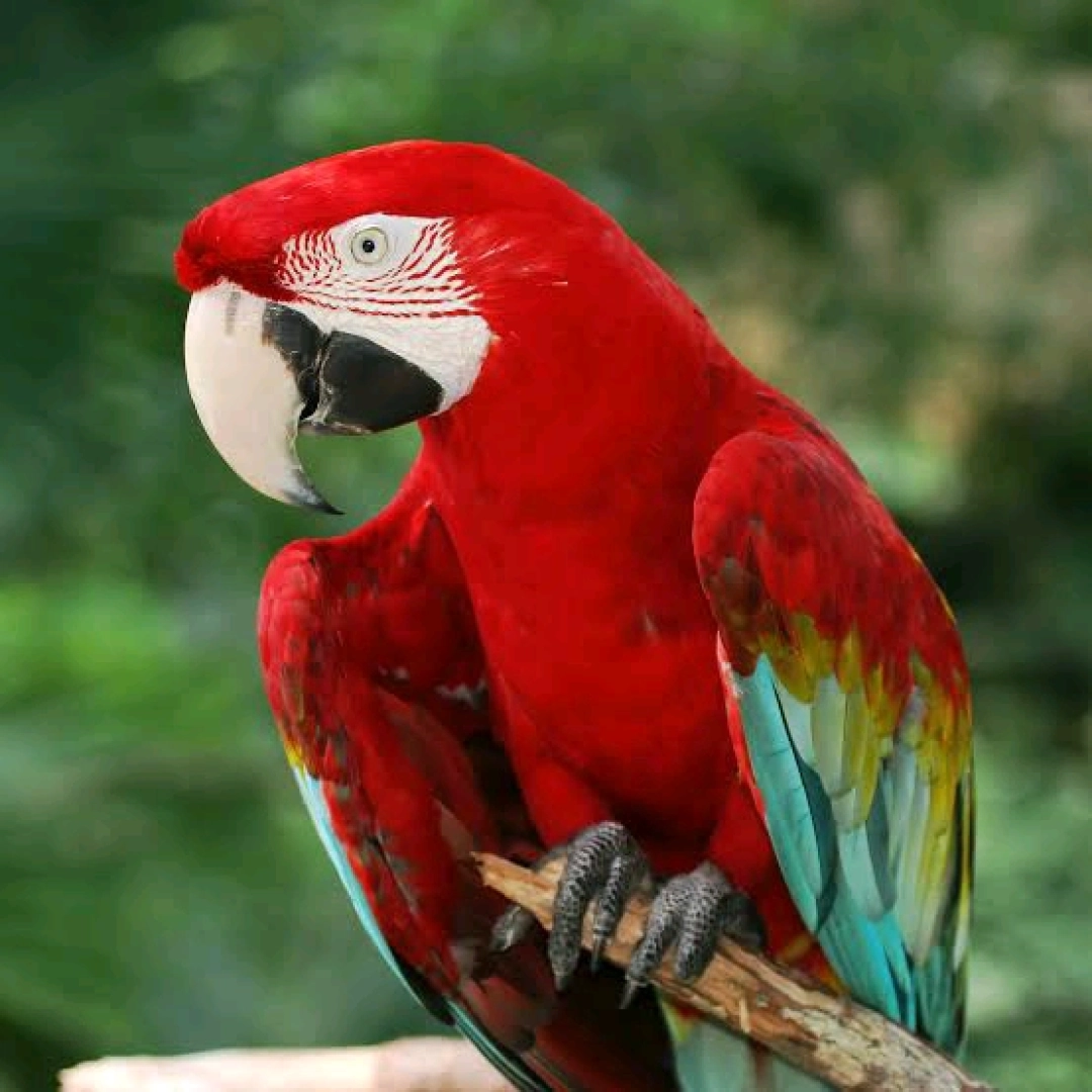 Vibrant Red Macaw Parrot Available