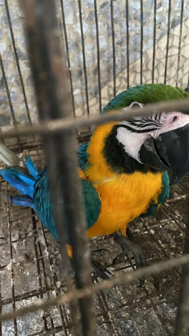 Vibrant Red Macaw Parrot Available thumbnail 2