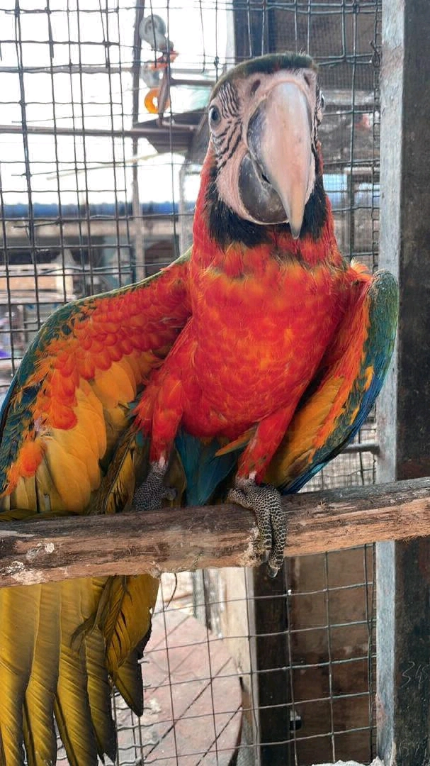 Vibrant Red Macaw Parrot Available thumbnail 3