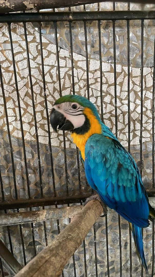 Vibrant Red Macaw Parrot Available thumbnail 4