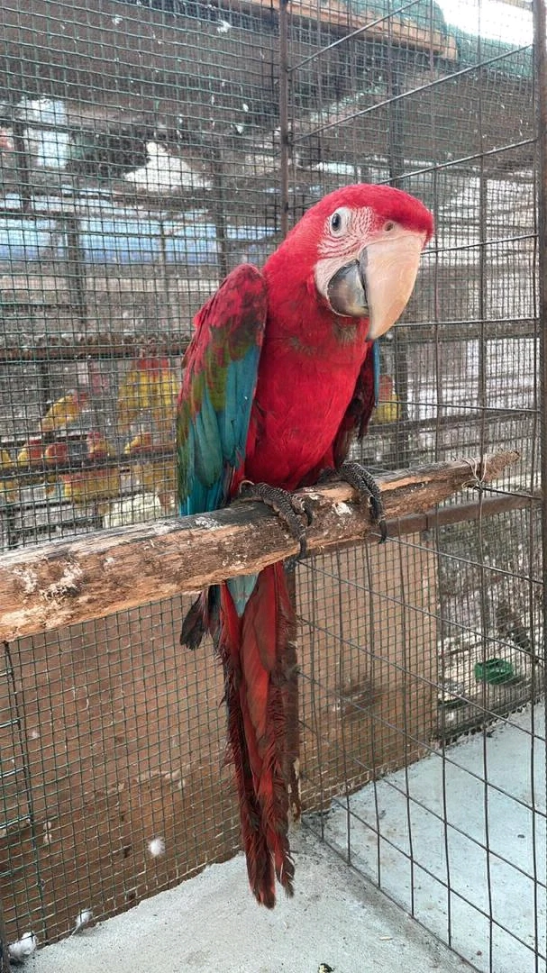 Vibrant Red Macaw Parrot Available thumbnail 5