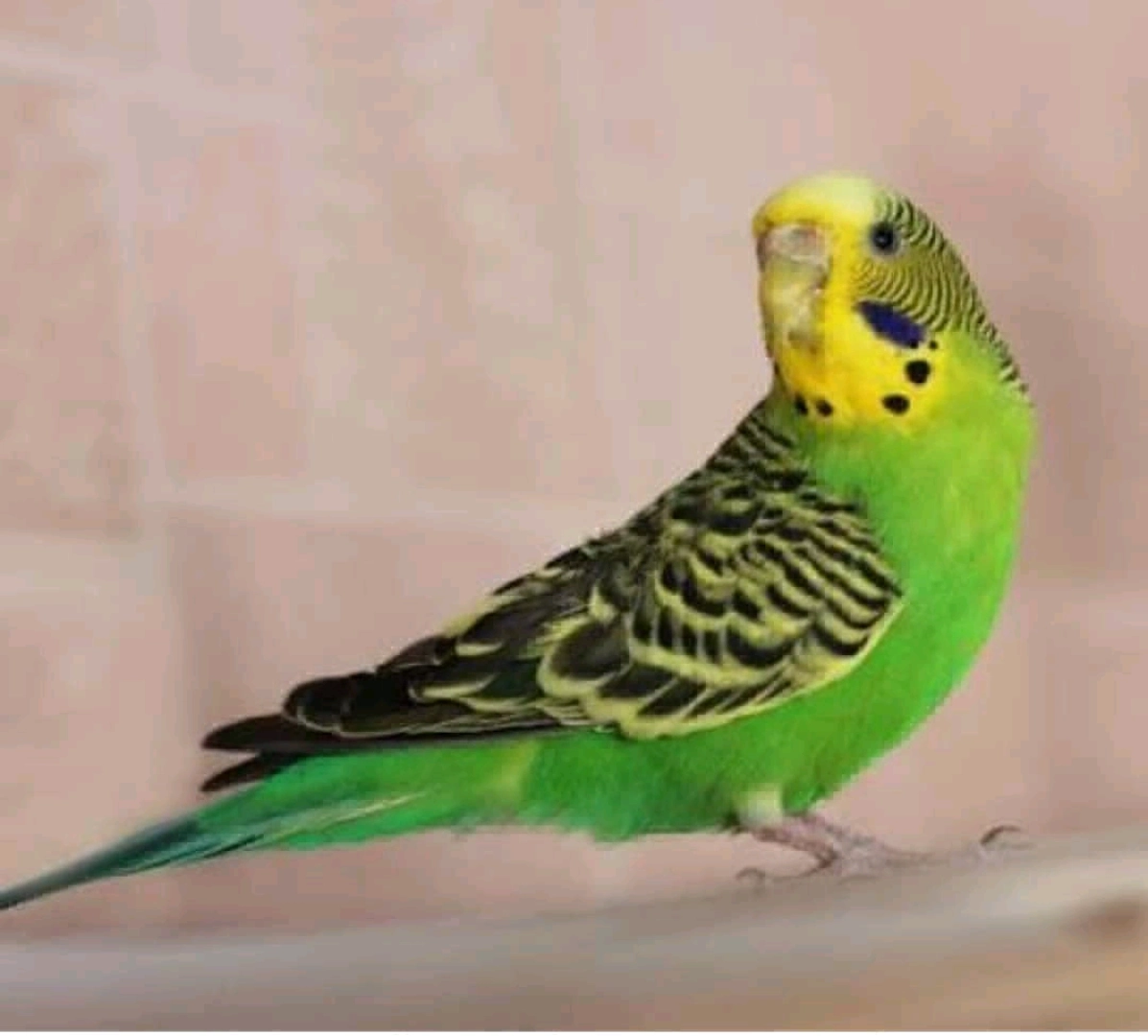 Budgerigar Birds (All Colors Available)
