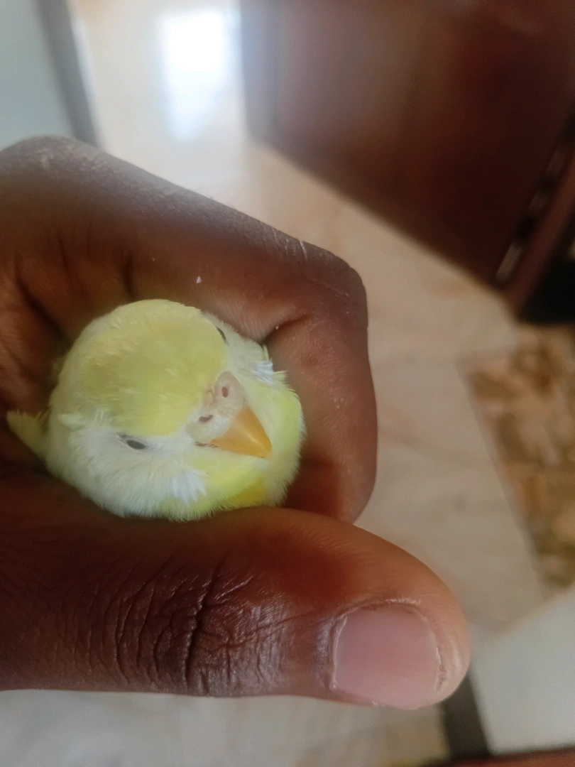 Budgerigar Birds (All Colors Available) thumbnail 2