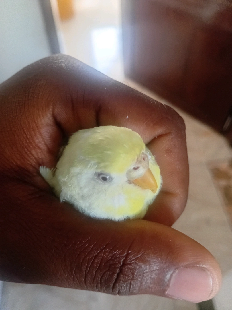 Budgerigar Birds (All Colors Available) thumbnail 3