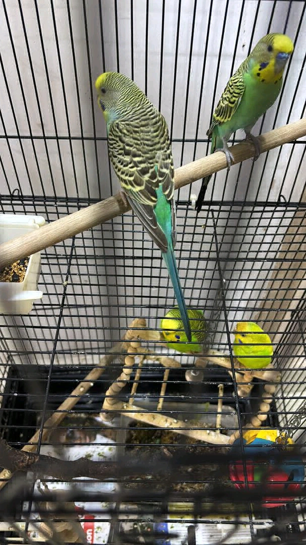 Budgerigar Birds (All Colors Available) thumbnail 4