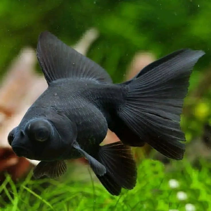 Black Moor Goldfish (Black Telescope)