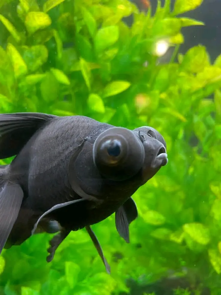 Black Moor Goldfish (Black Telescope) thumbnail 2